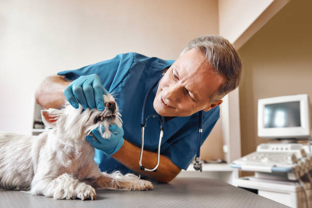 Best Emergency Dental Care for Sports Injuries in Garnett, KS